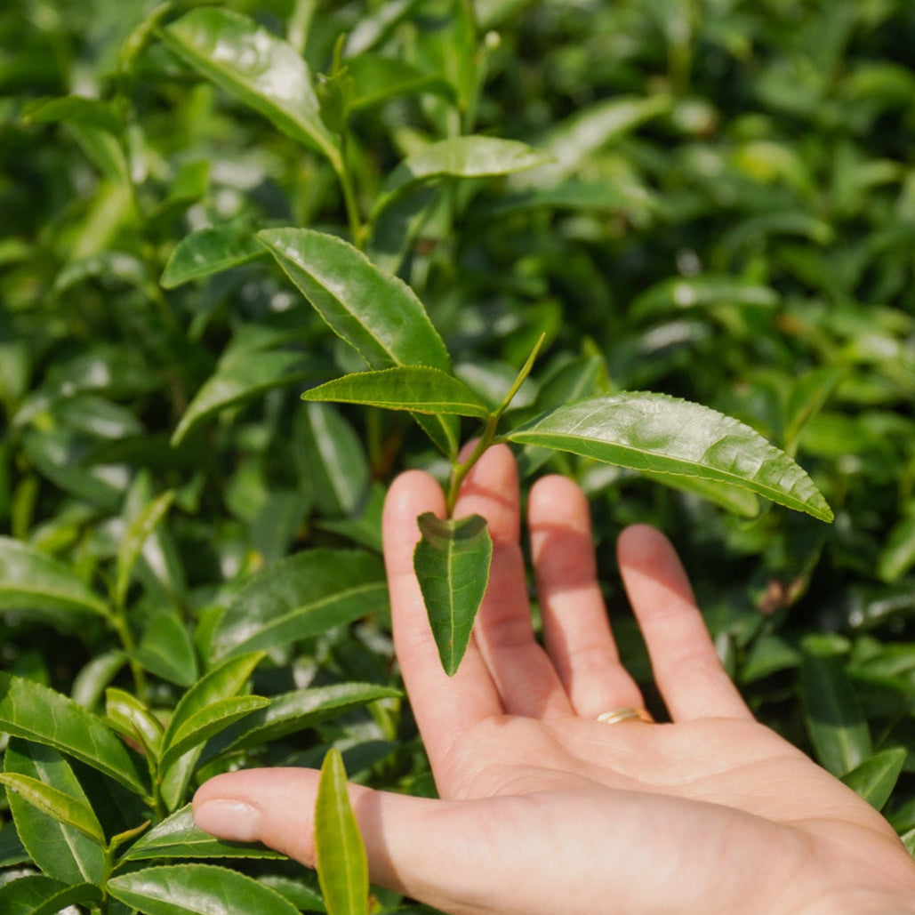 Hand holding a leaf in a tea plantation