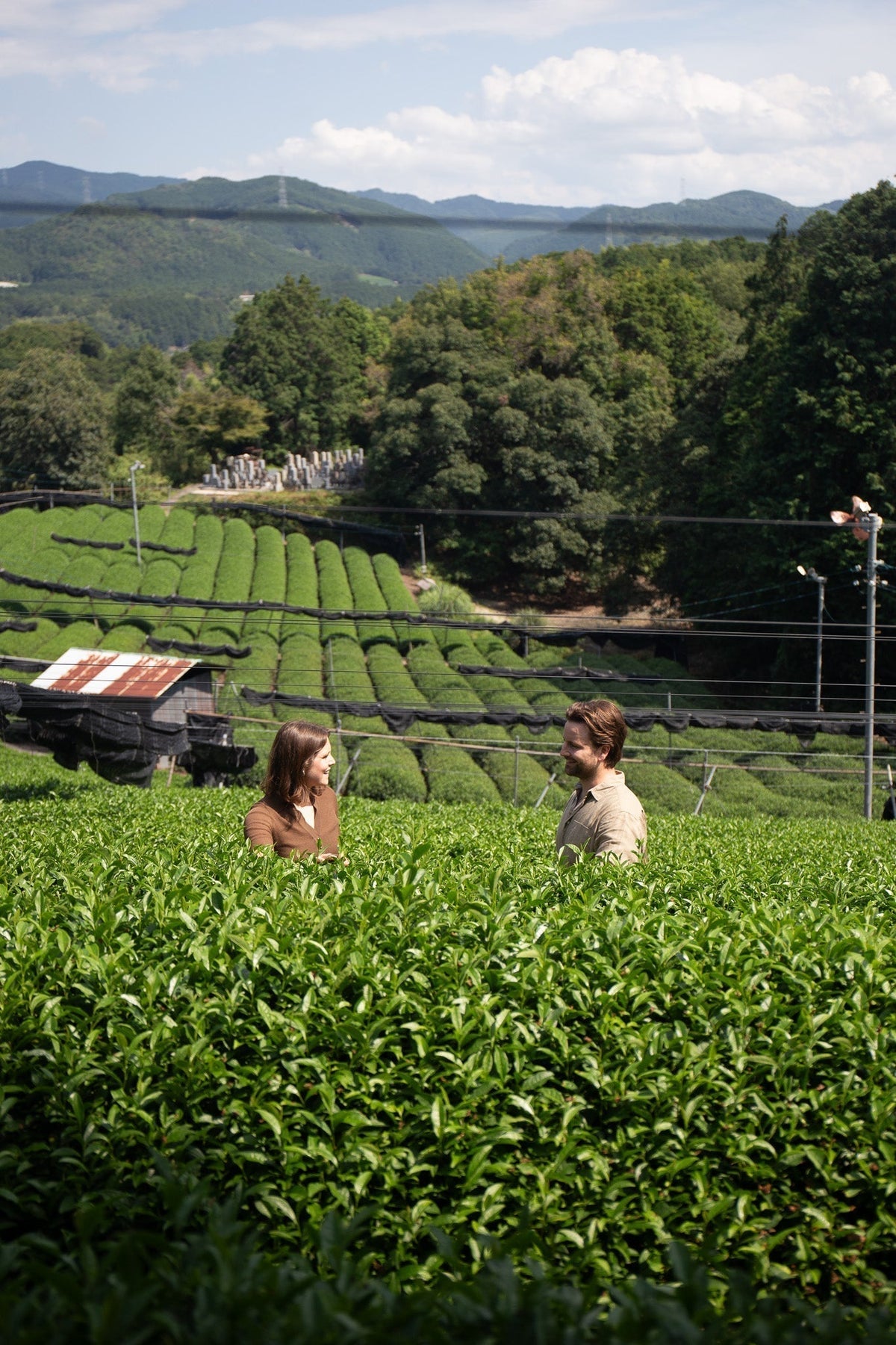 WHAT IS MATCHA?
