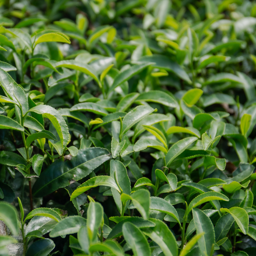 JENKI Saekari Matcha | 30g Tin